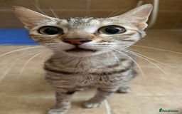 Mixed Breed cats for adoption: STORMY - LAPCAT GIRL SPAYED - likes 2be single cat - Image 7