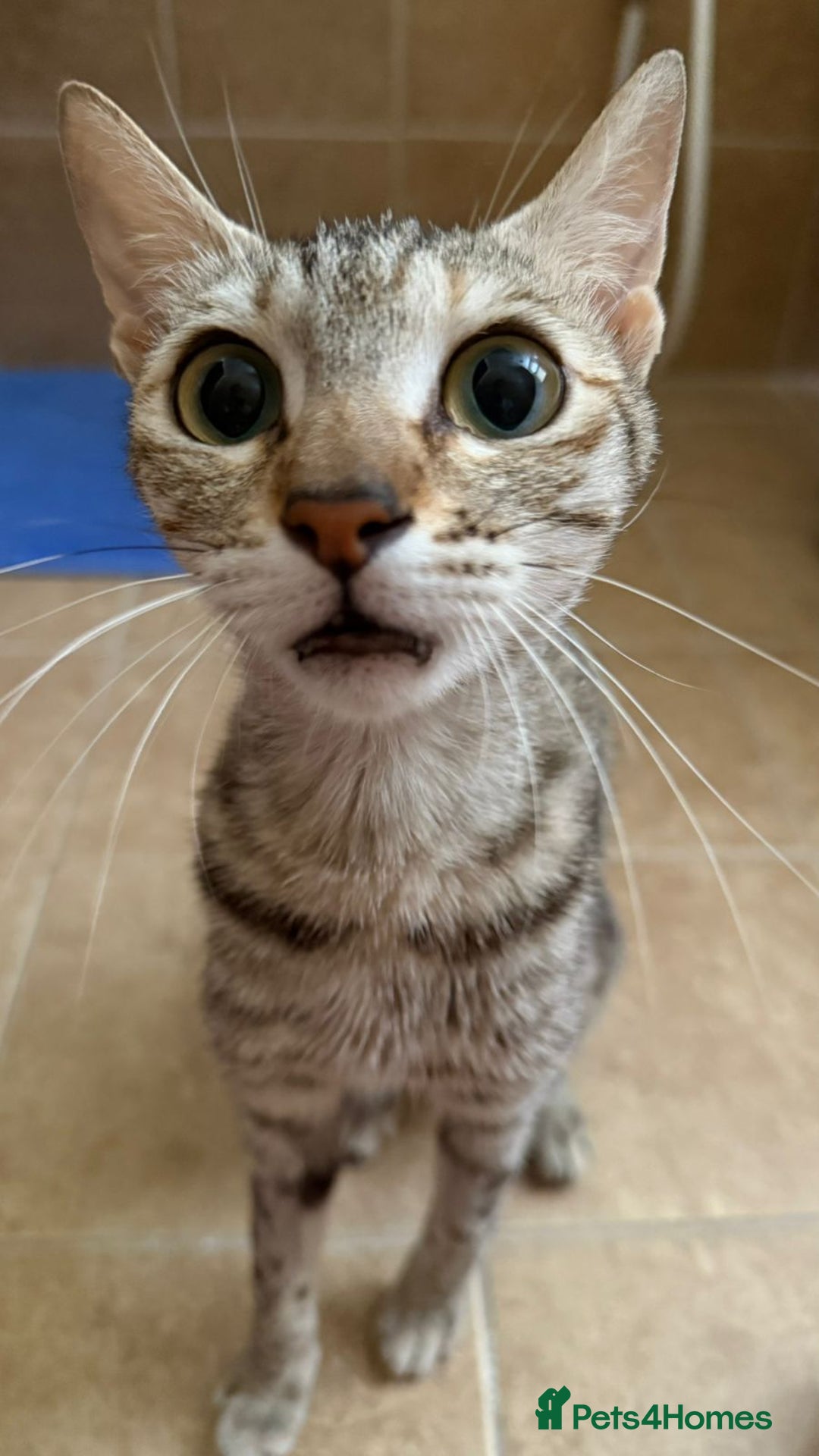 Mixed Breed cats for adoption: STORMY - LAPCAT GIRL SPAYED - likes 2be single cat - Image 7