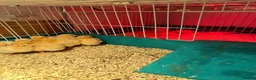 Chickens poultry for sale: From Day olds buff Orpingtons and banthams avail  - Advert 3