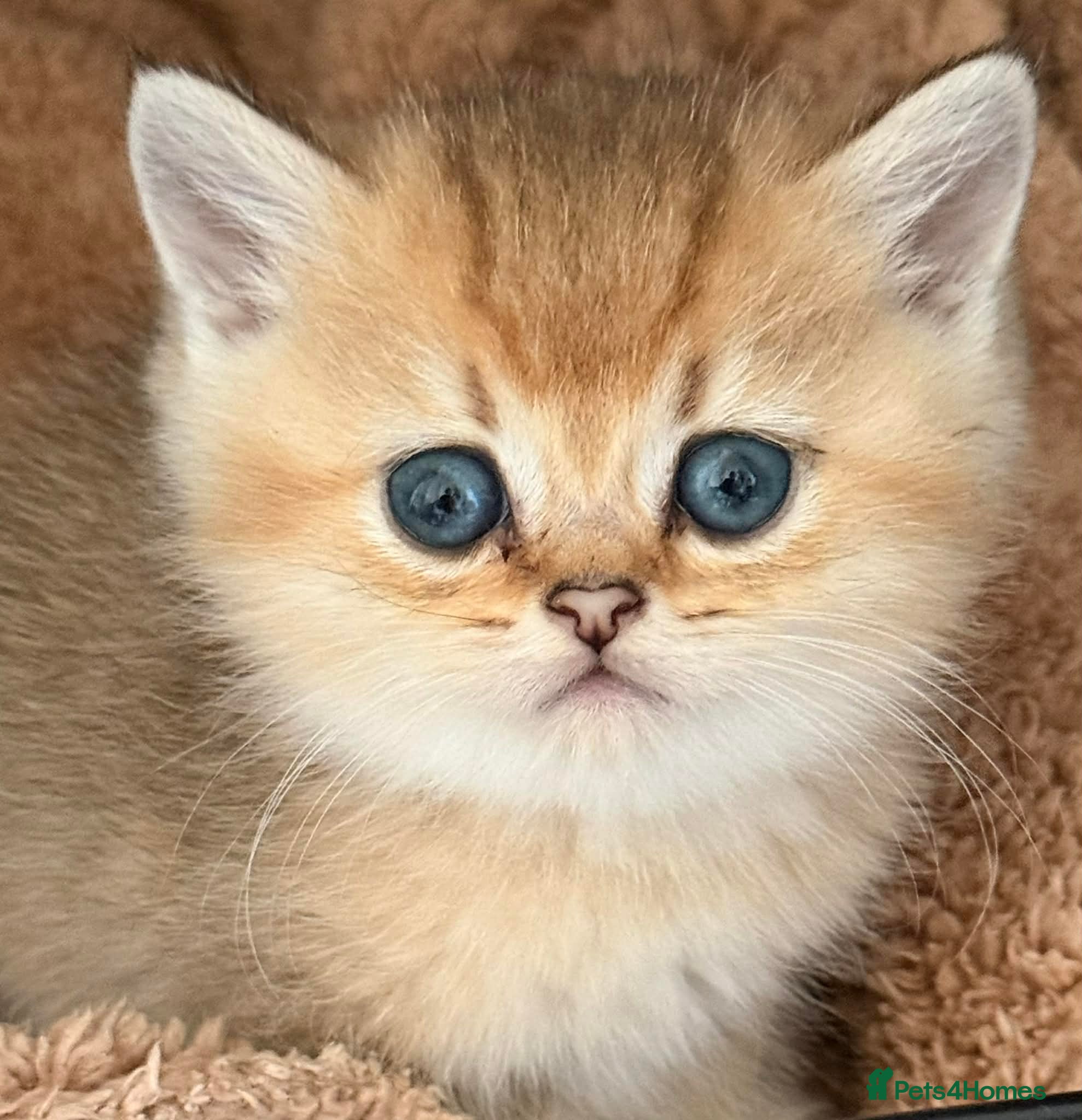 British Shorthair cats Adorable British Shorthair Gold Chinchilla - Advert 2