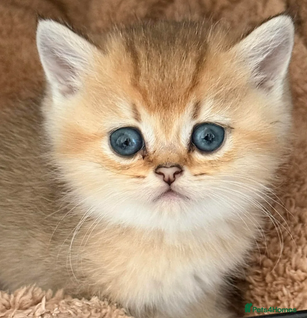 British Shorthair cats for sale: Adorable British Shorthair Gold Chinchilla - Advert 1