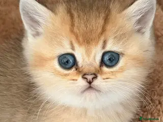 British Shorthair cats Adorable British Shorthair Gold Chinchilla - Advert 1