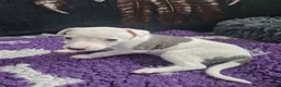 Whippet dogs for sale: Heart and DNA tested Blue Parti Whippet Puppies. - Advert 26