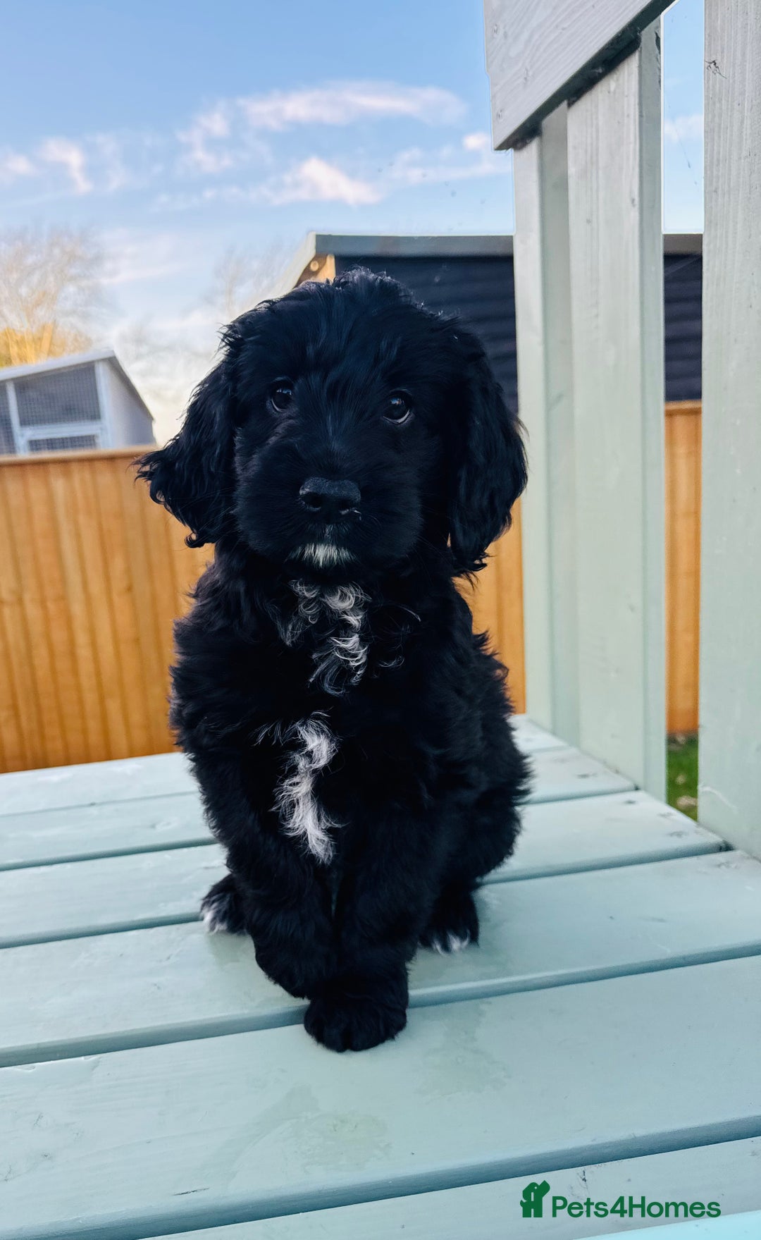 Cockapoo dogs for sale: Cockapoo Babies 🐾🐾🐾 - Advert 16