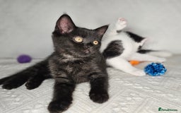 Scottish Fold cats for sale: Scottish straight x British short kittens  - Image 14