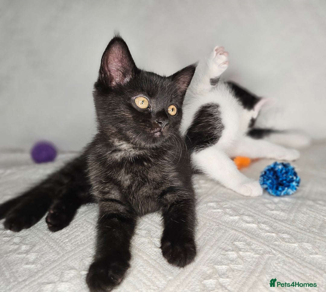 Scottish Fold cats for sale: Scottish straight x British short kittens  - Image 14