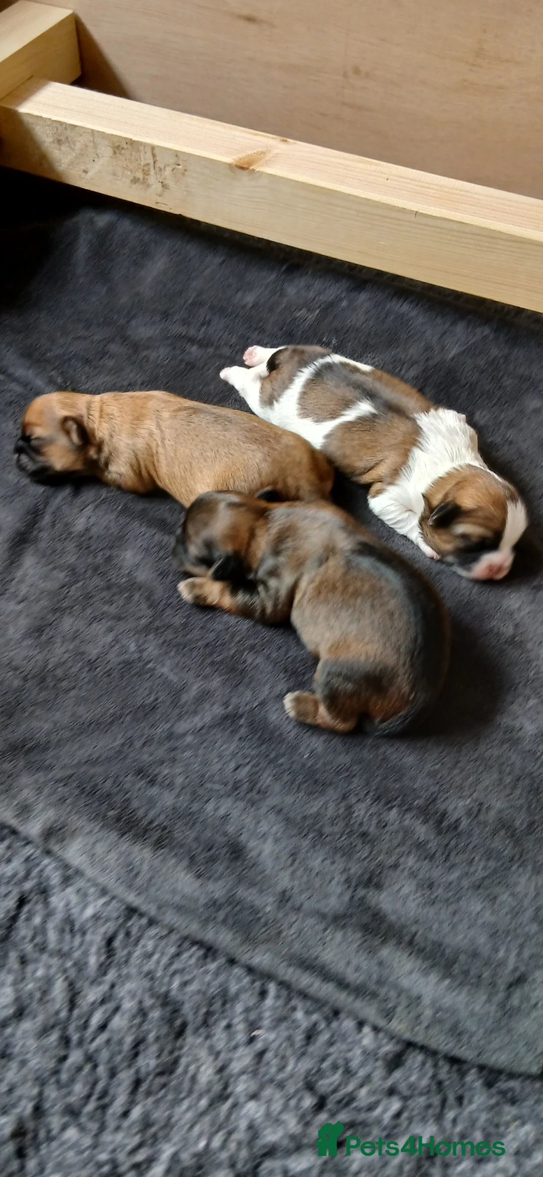 Shih Tzu dogs for sale: Beautiful Shih Tzu Girls in Bathgate - Advert 1