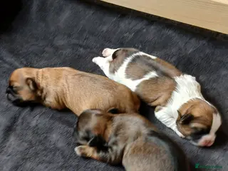 Shih Tzu dogs Beautiful Shih Tzu Girls - Advert 2