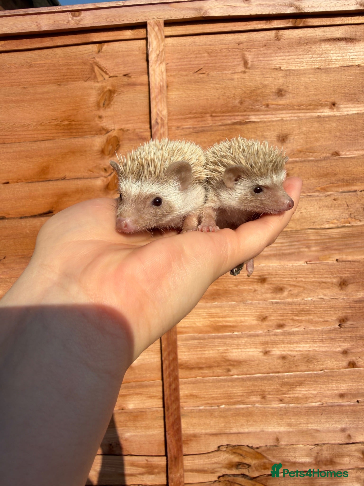 Pygmy Hedgehog rodents Hoglets available for reservation- 1 available  - Advert 3