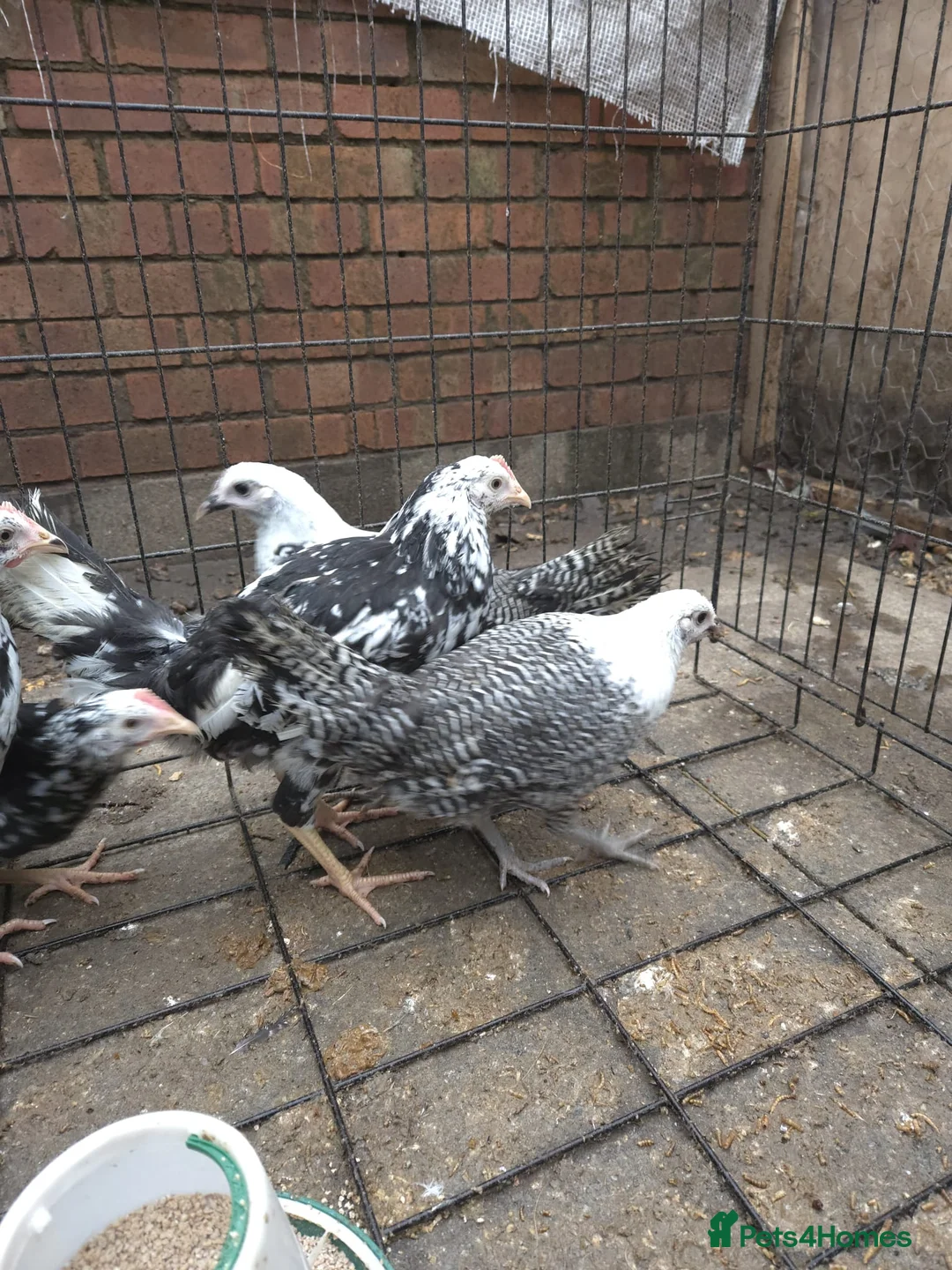 Chickens poultry for sale: 6 pullets 1 roo - Advert 4
