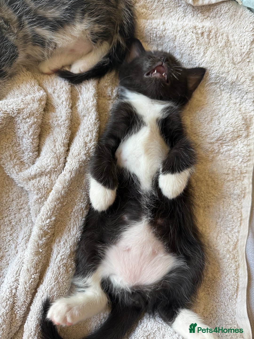 Mixed Breed cats for sale: Ragdoll x READY TO LEAVE NOW - Image 6