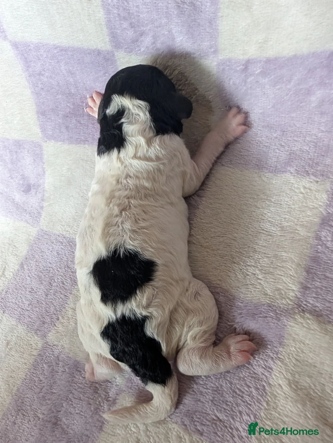 Miniature Poodle dogs for sale: Beautiful parti/merle miniature poodles   - Advert 2