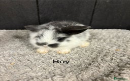 Mini Lop rabbits for sale: Stunning mini lop babies  - Image 7