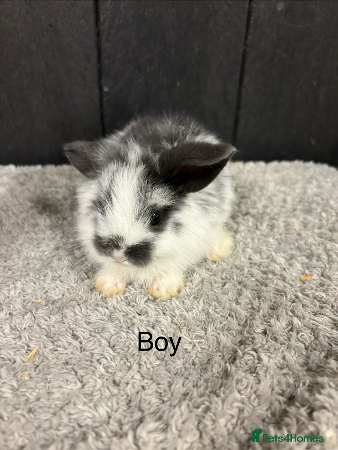 Mini Lop rabbits for sale: Stunning mini lop babies  - Image 7