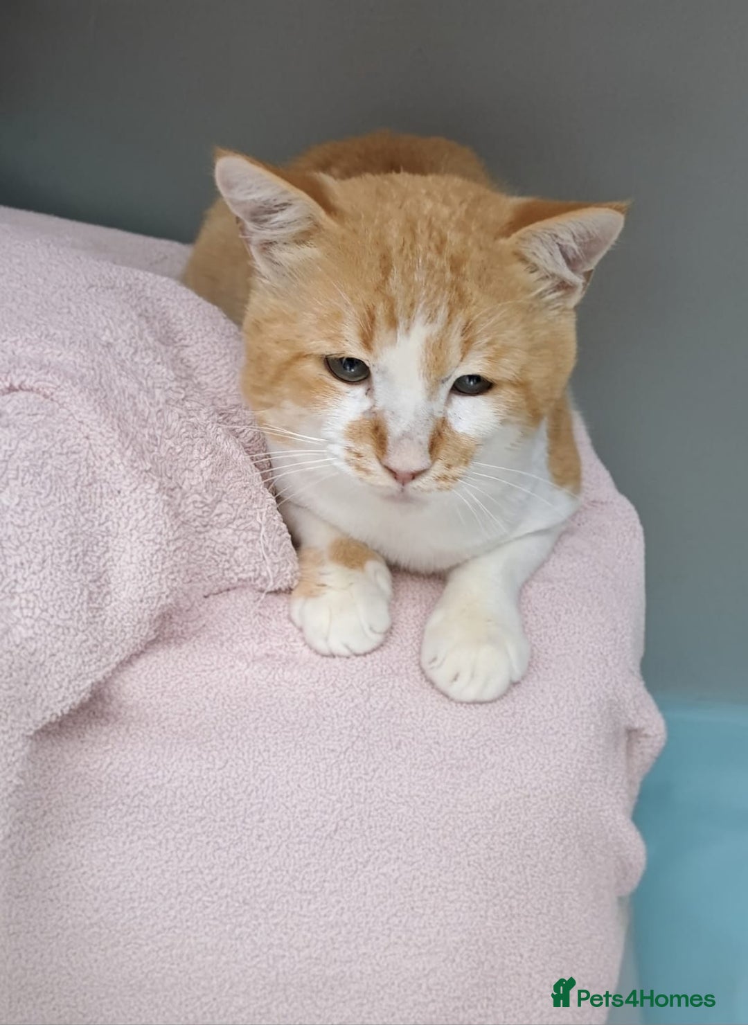 Mixed Breed cats for adoption: [Indoors Only] Tweety! Teddy loving bear  - Advert 2