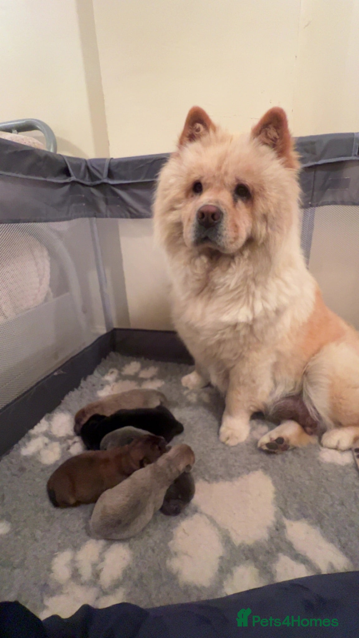 Chow Chow dogs Ready to Leave! 4 Beautiful Chow Chows 💙🩷 - Advert 2