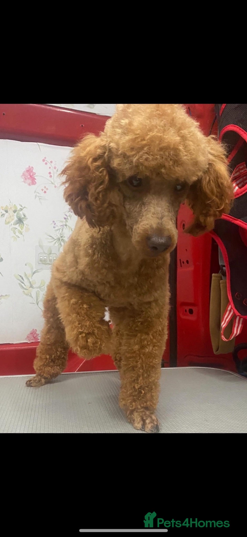 Cavapoo dogs Beautiful Extensively Health Tested F1 Cavapoos🐶 - Advert 2