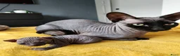 Sphynx cats for stud:   White Oddeyed elf , black green eyes shpynx  - Advert 3