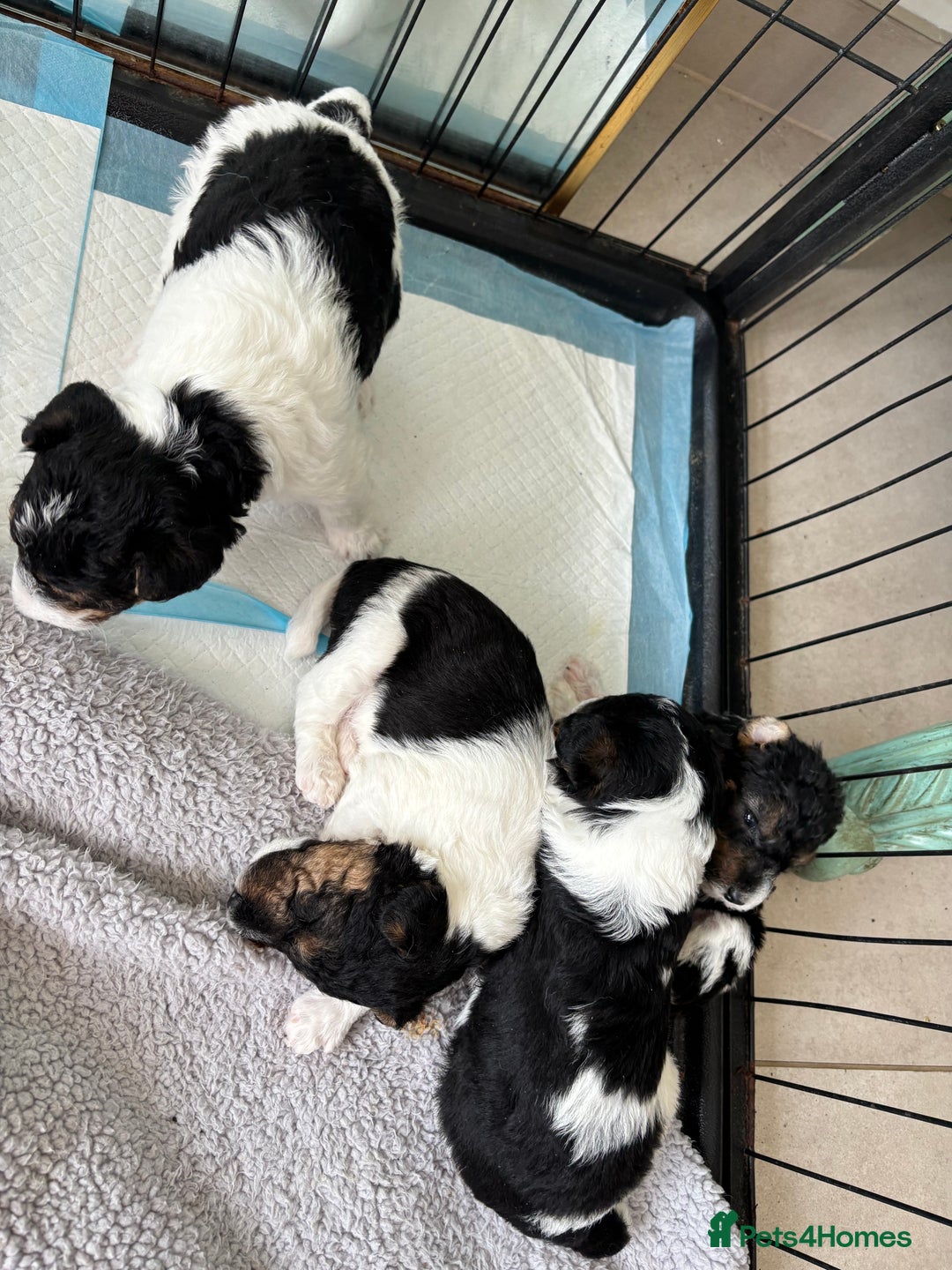 Fox Terrier dogs for sale: Stunning wire fox terrier puppies  - Image 10