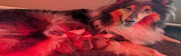 Rough Collie dogs for sale: Shaded Sable Rough Collie puppies  - Advert 14