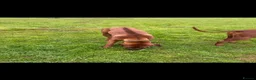 Rhodesian Ridgeback dogs for sale: Beautiful Rhodesian Ridgeback puppies-Family pet - Advert 16