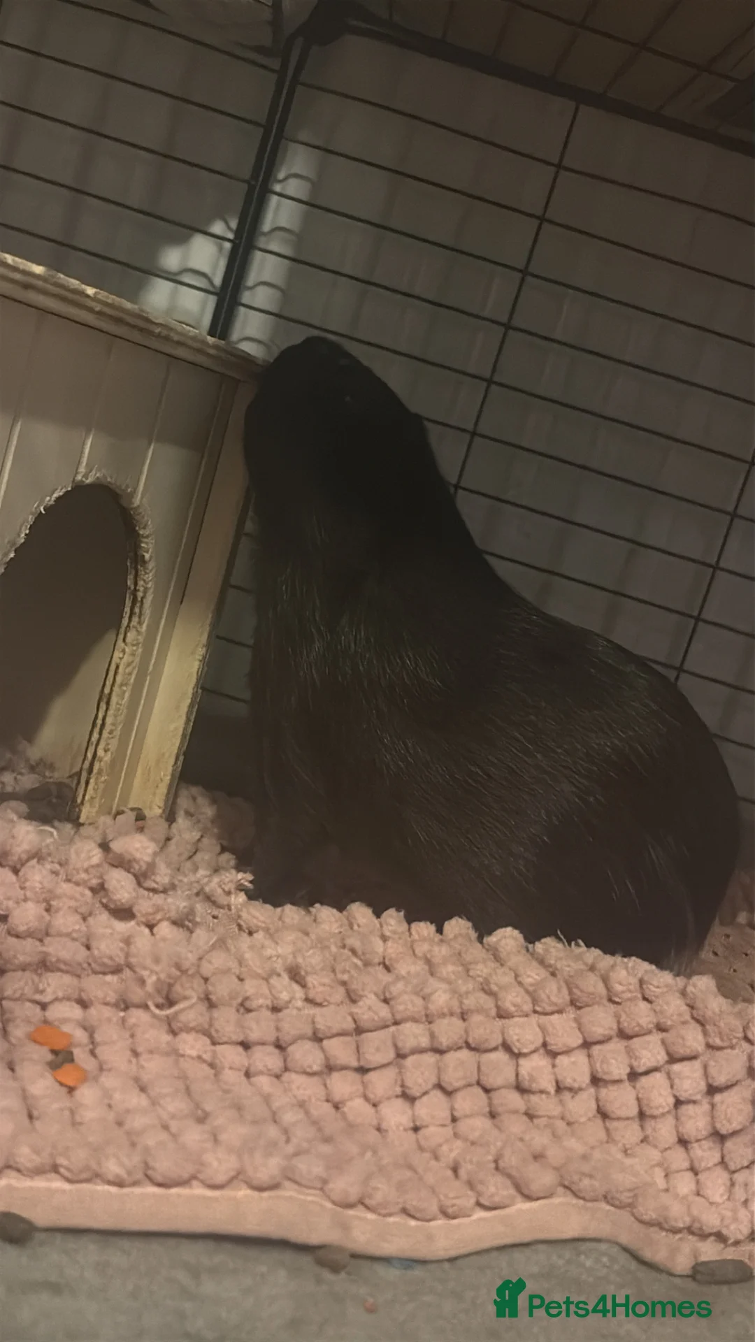 Guinea Pig rodents for sale: 3 male guinea pigs for rehomimg - Advert 2