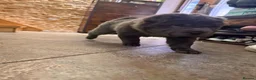 Shar Pei dogs for sale: Two beautiful Blue Shar Pei puppies (Male) - Advert 3