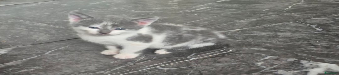 Mixed Breed Kitten 2