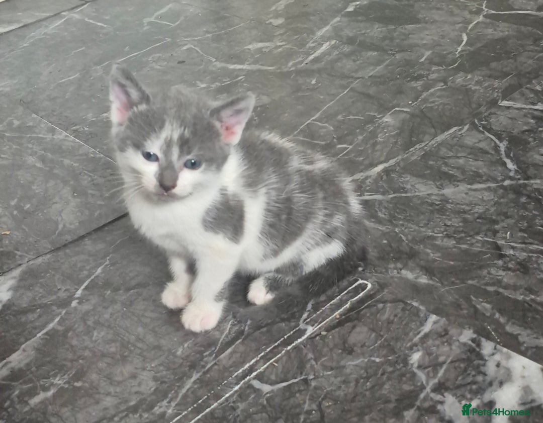 Mixed Breed cats for sale: 4 beautiful fluffy kittens for sale - Image 3