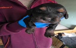 Cocker Spaniel dogs for sale: Beautiful cocker spaniel pups - Image 7