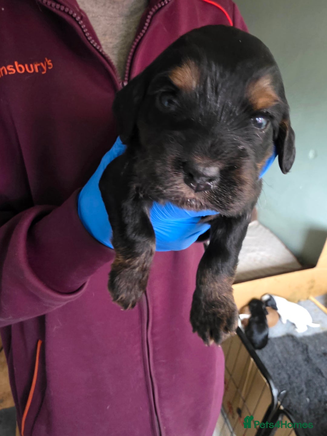 Cocker Spaniel dogs for sale: Beautiful cocker spaniel pups - Image 7