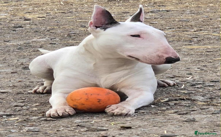 Miniature Bull terrier dogs - Advert 1