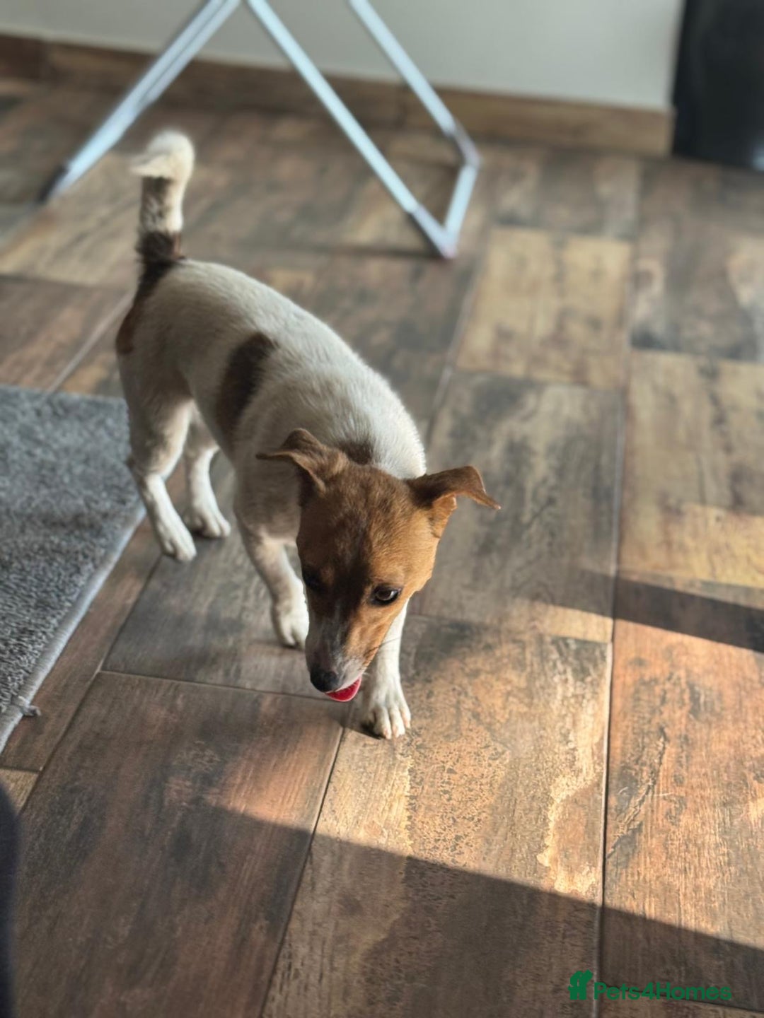 Jack Russell dogs for adoption: Sweet Jenni Looking for Love  - Image 10