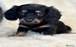 Mixed Breed dogs for sale: Gorgeous Daxi cross puppies  - Advert 11