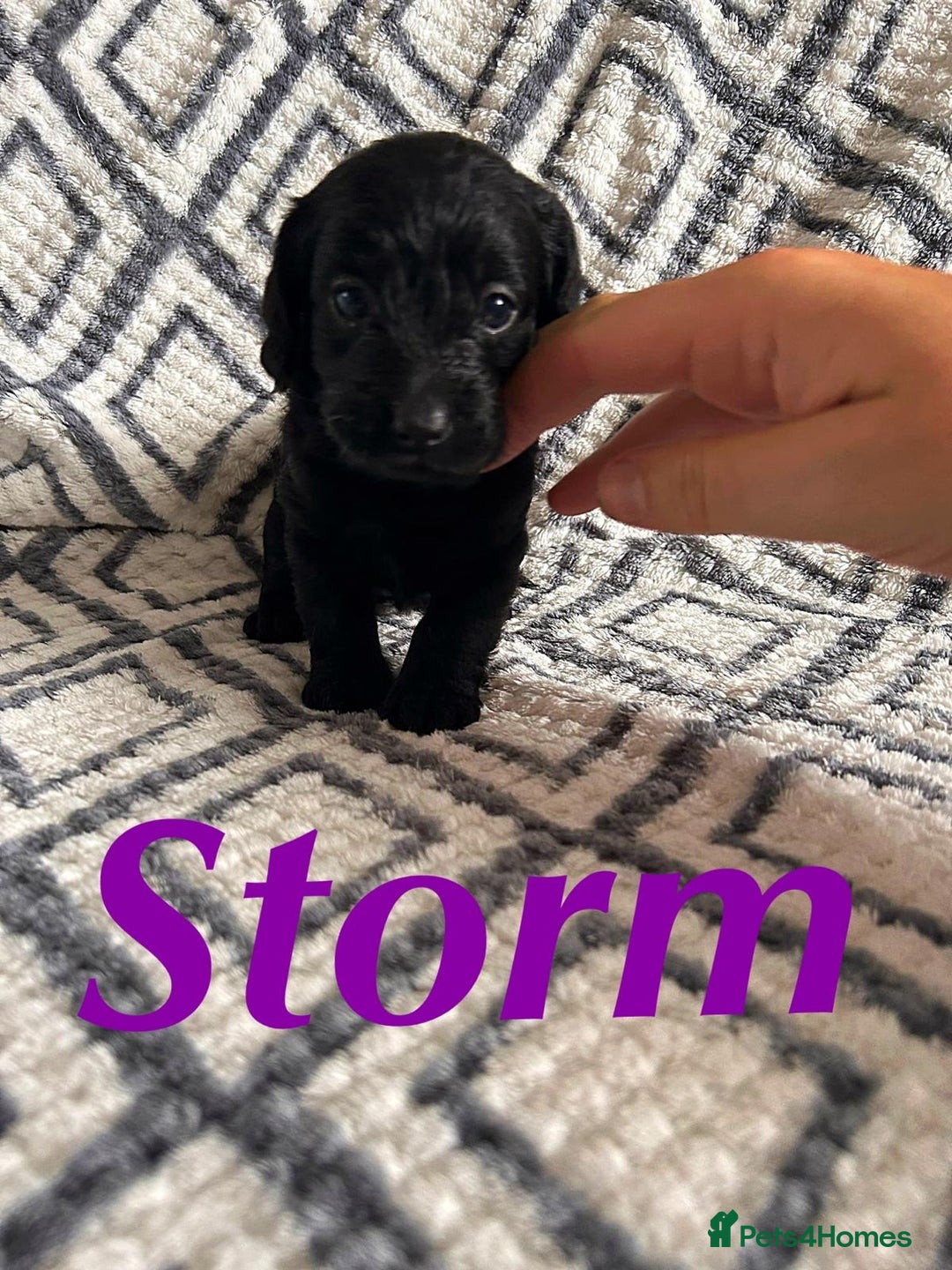 Mixed Breed dogs for sale: Doxiepoo Puppies For Sale  - Image 3
