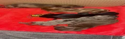 Miniature Dachshund dogs for sale: Miniature Daschund puppy’s 4 boys and 1 girl  in Portsmouth - Advert 2