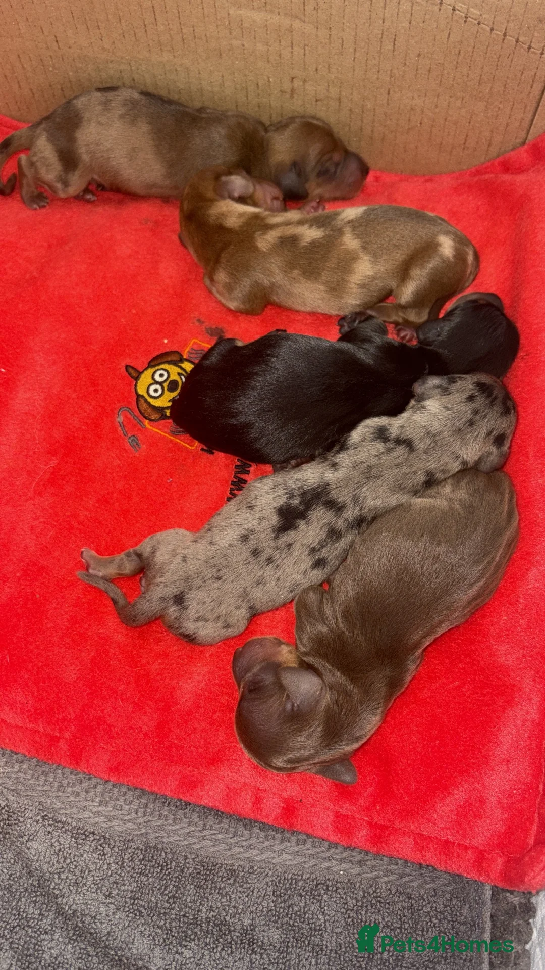 Miniature Dachshund dogs for sale: Miniature Daschund puppy’s 4 boys and 1 girl  in Portsmouth - Advert 2