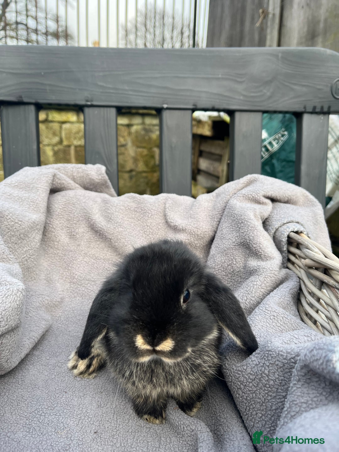 Mini Lop rabbits for sale:  Beautiful mini lops - Advert 6