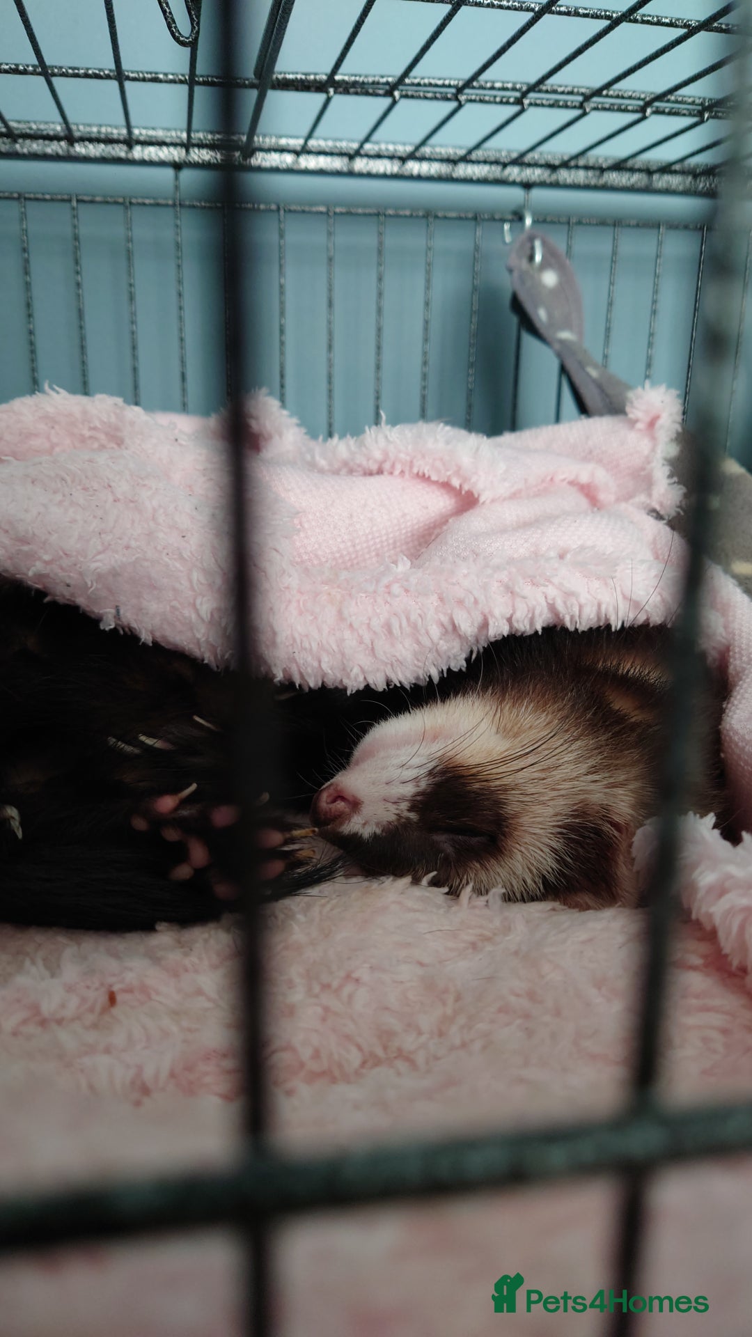 Ferret rodents for sale: 2 male ferrets looking for mew home - Advert 7