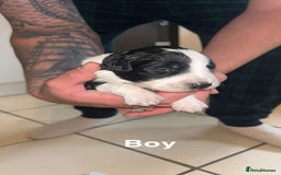 Mixed Breed dogs for sale: 5 beautiful mixed puppies  - Image 7
