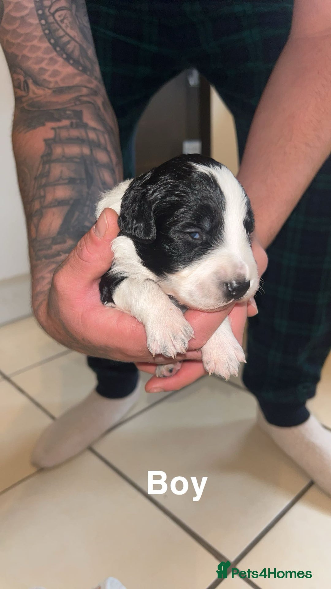 Mixed Breed dogs for sale: 5 beautiful mixed puppies  - Image 7