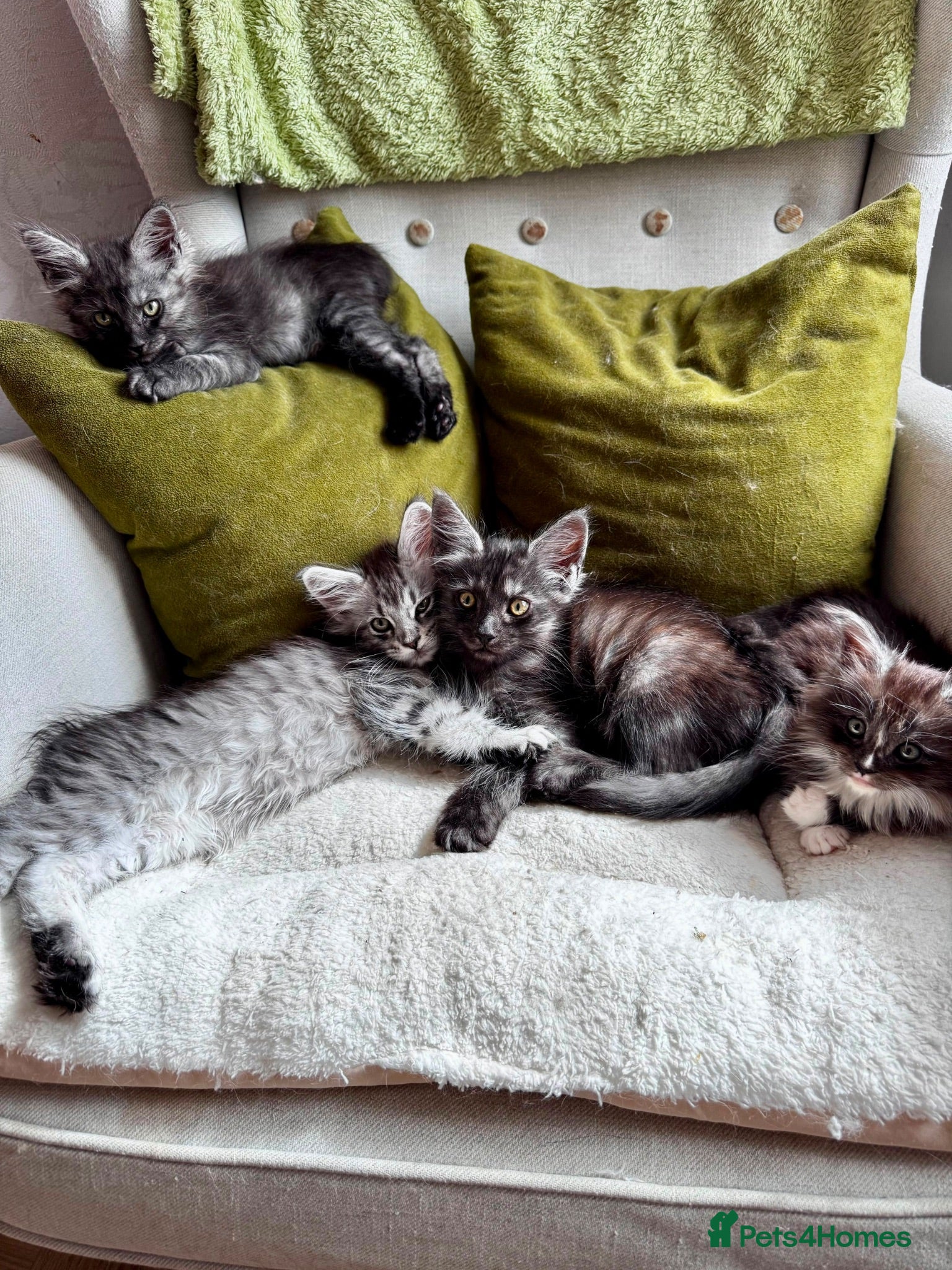 Maine Coon cats Maine coon kittens - Advert 1
