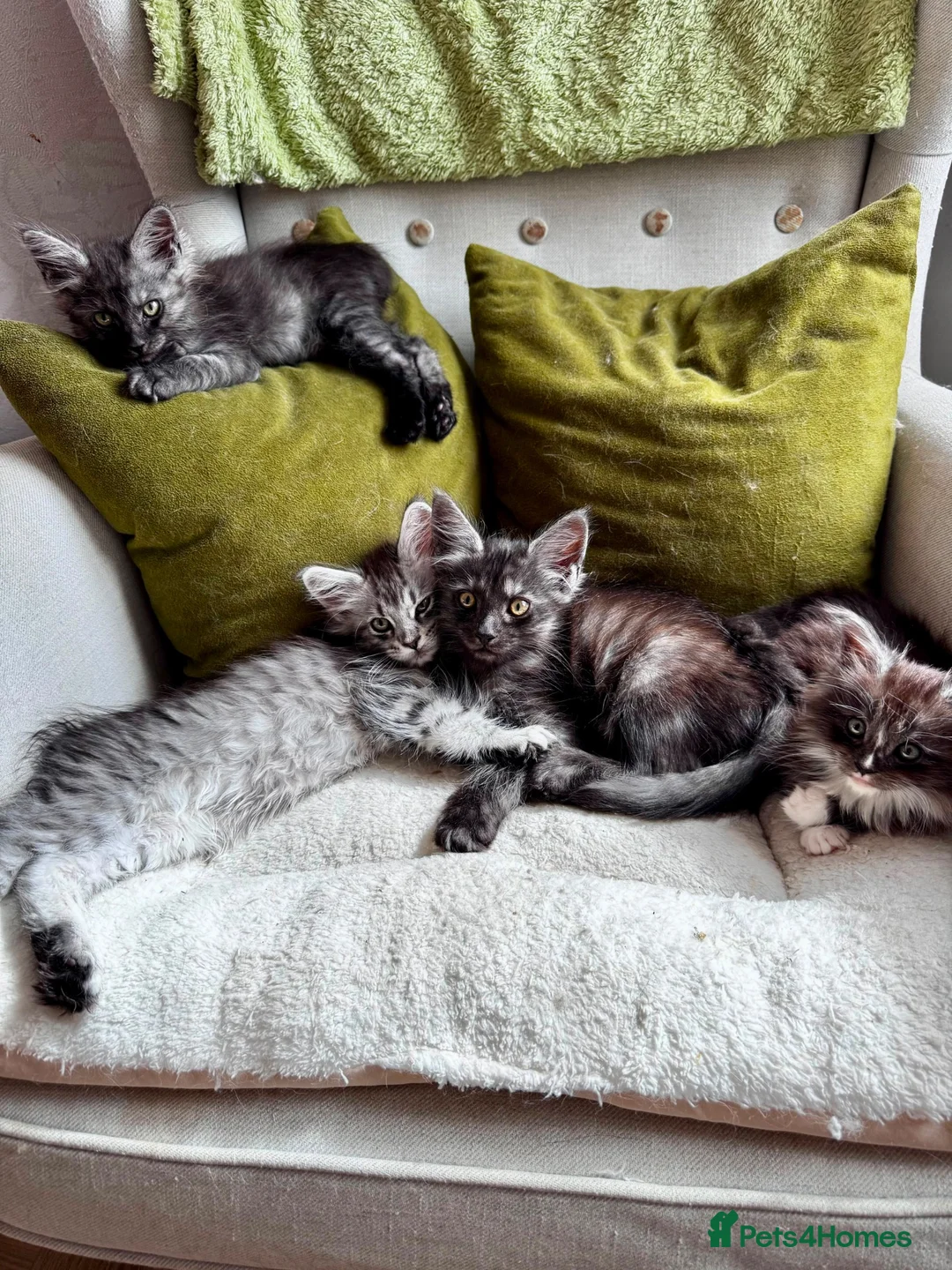 Maine Coon cats for sale: Maine coon kittens - Advert 1