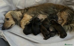 Miniature Dachshund dogs for sale: Mini L/H Dachshund boys - Image 3