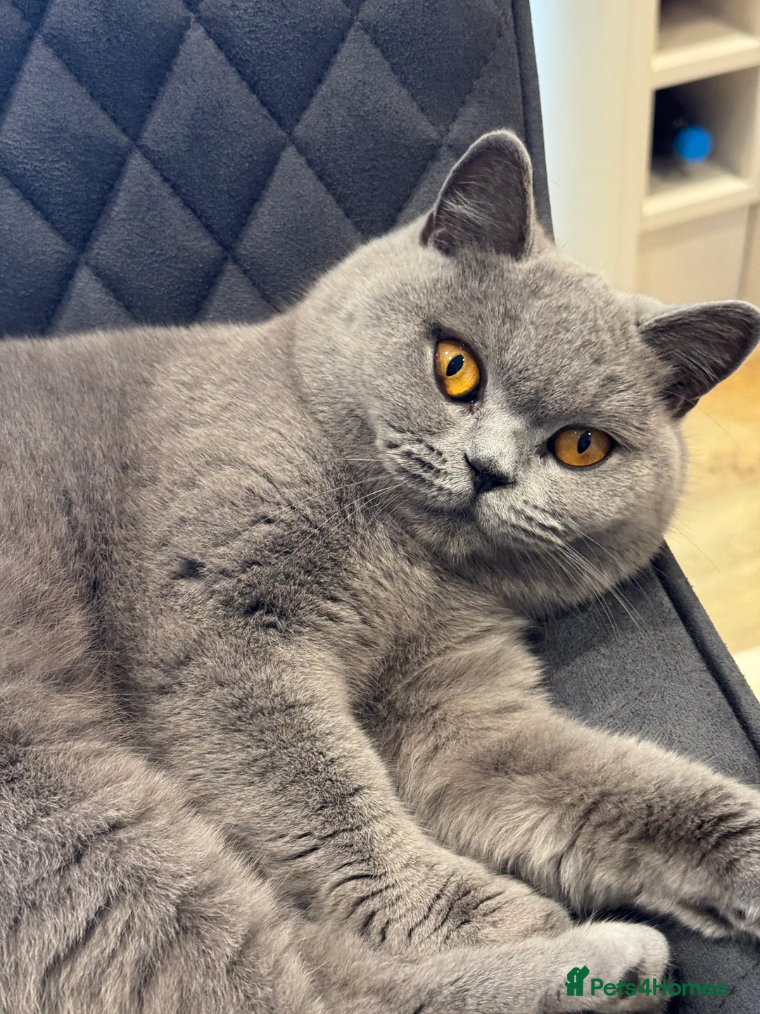 British Shorthair cats for sale: British short hair BOY.  - Advert 7
