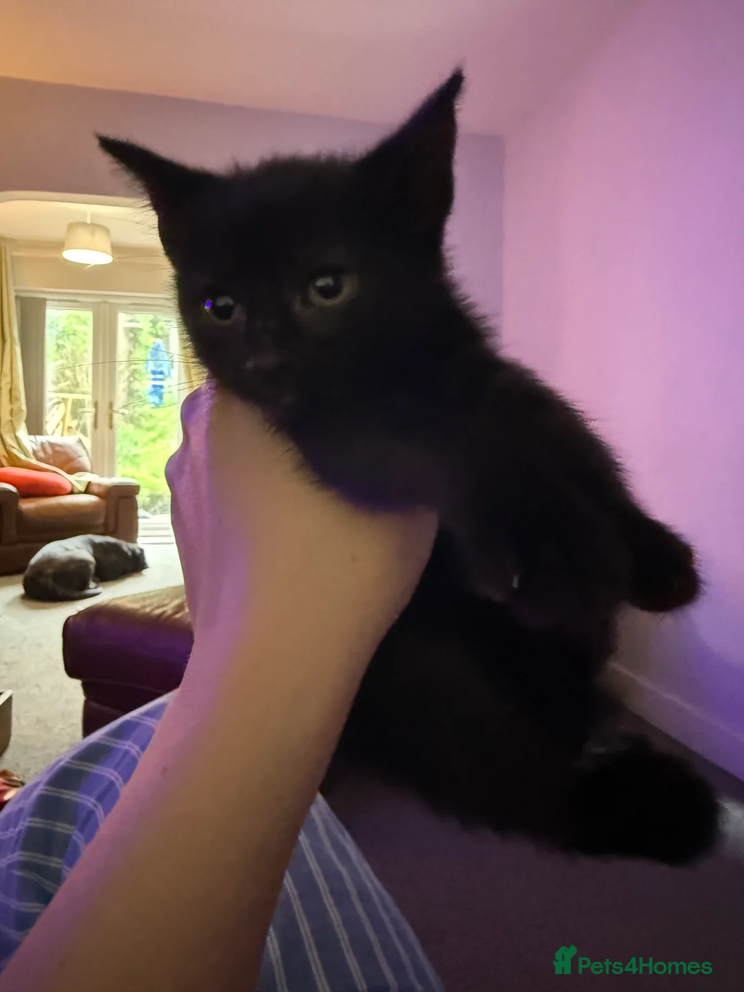 Domestic Shorthair cats for sale: 5 kittens available now - Advert 2