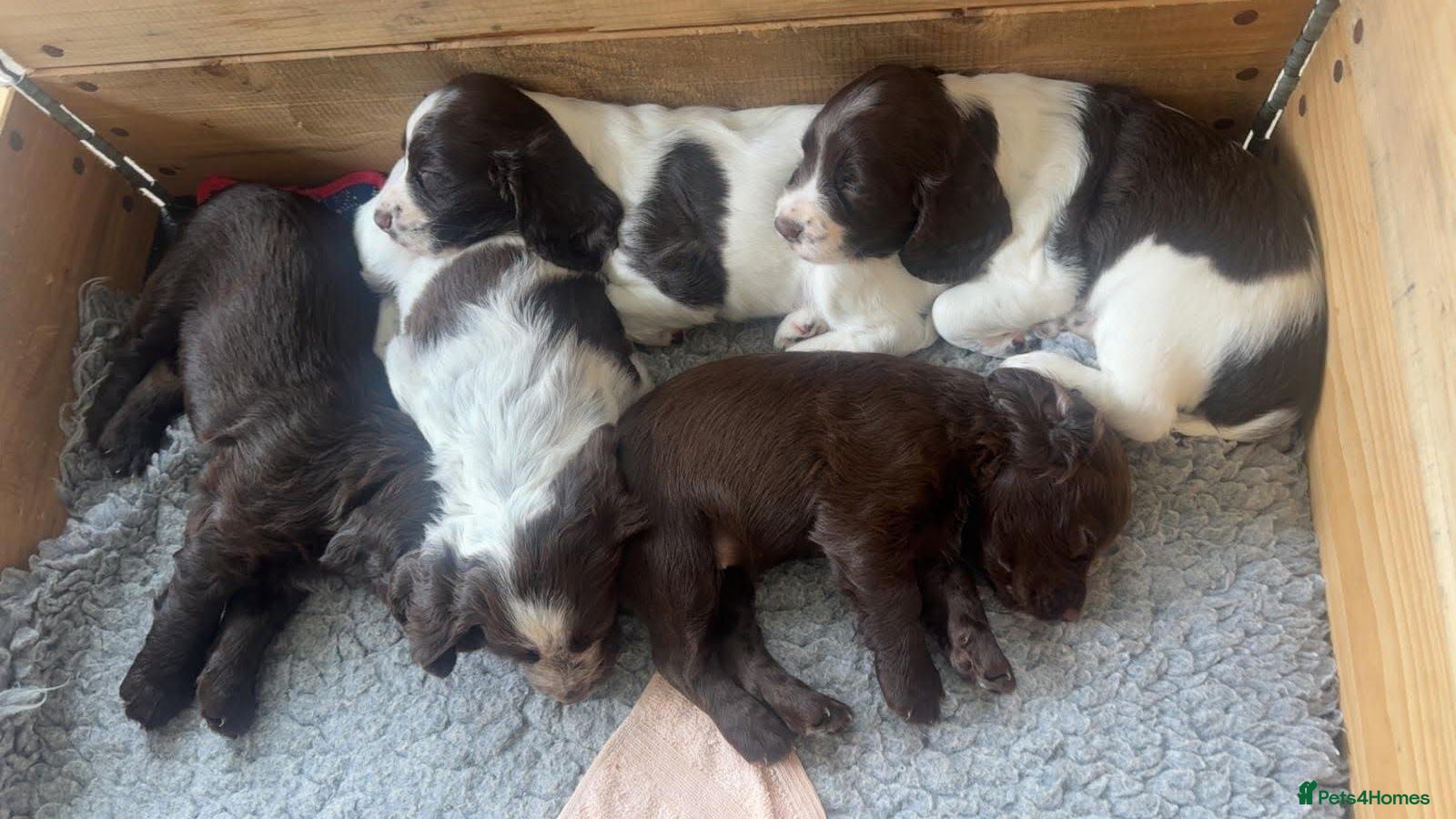 Cocker Spaniel dogs Working Cocker Spaniel Puppies - Advert 1