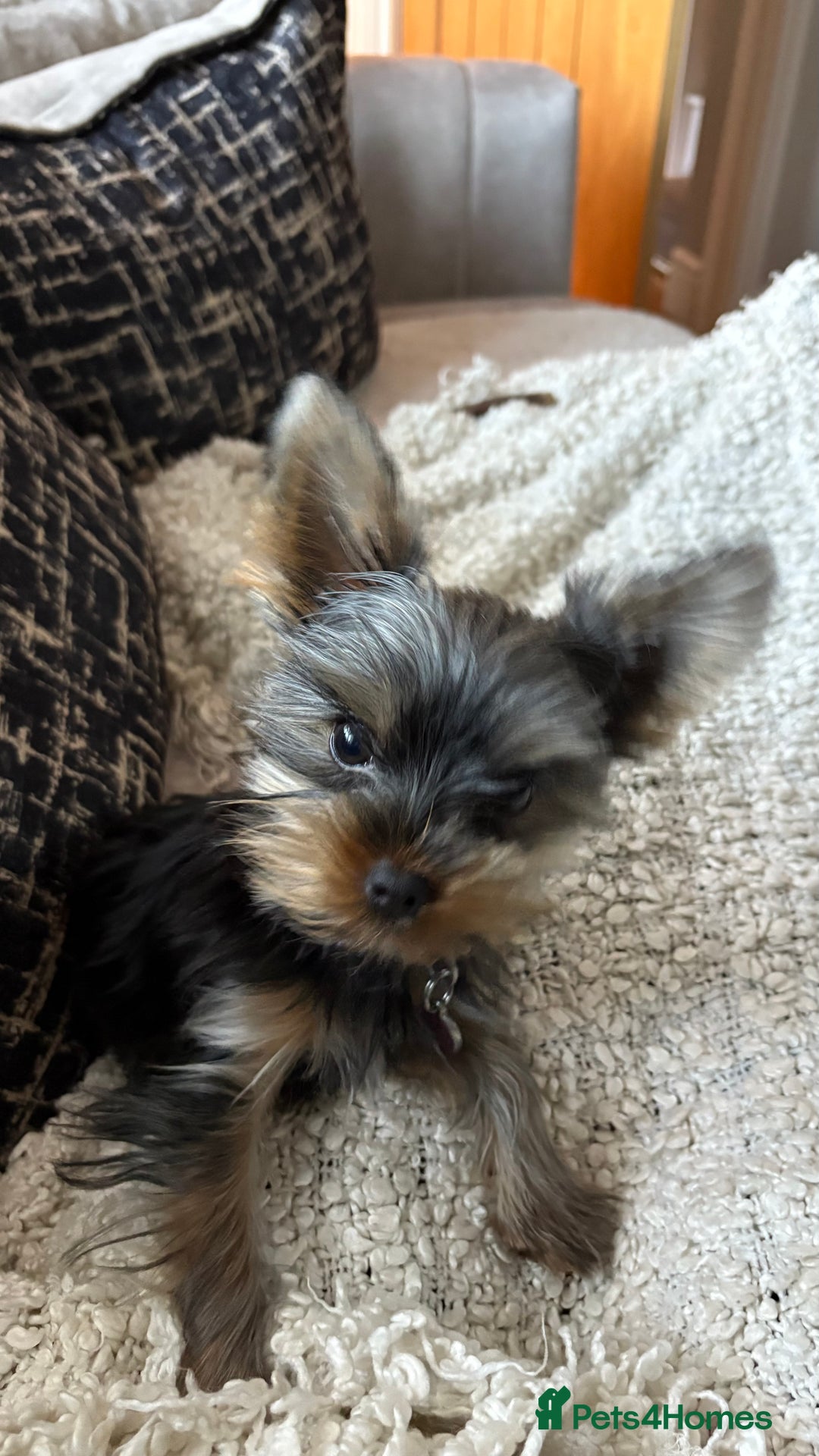 Yorkshire Terrier dogs for sale: 7 month old female Yorkshire terrier - Advert 2