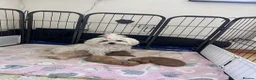 Maltipoo dogs for sale: Asian Maltipo Puppies XS Teddy Bear Faces Expected - Advert 27