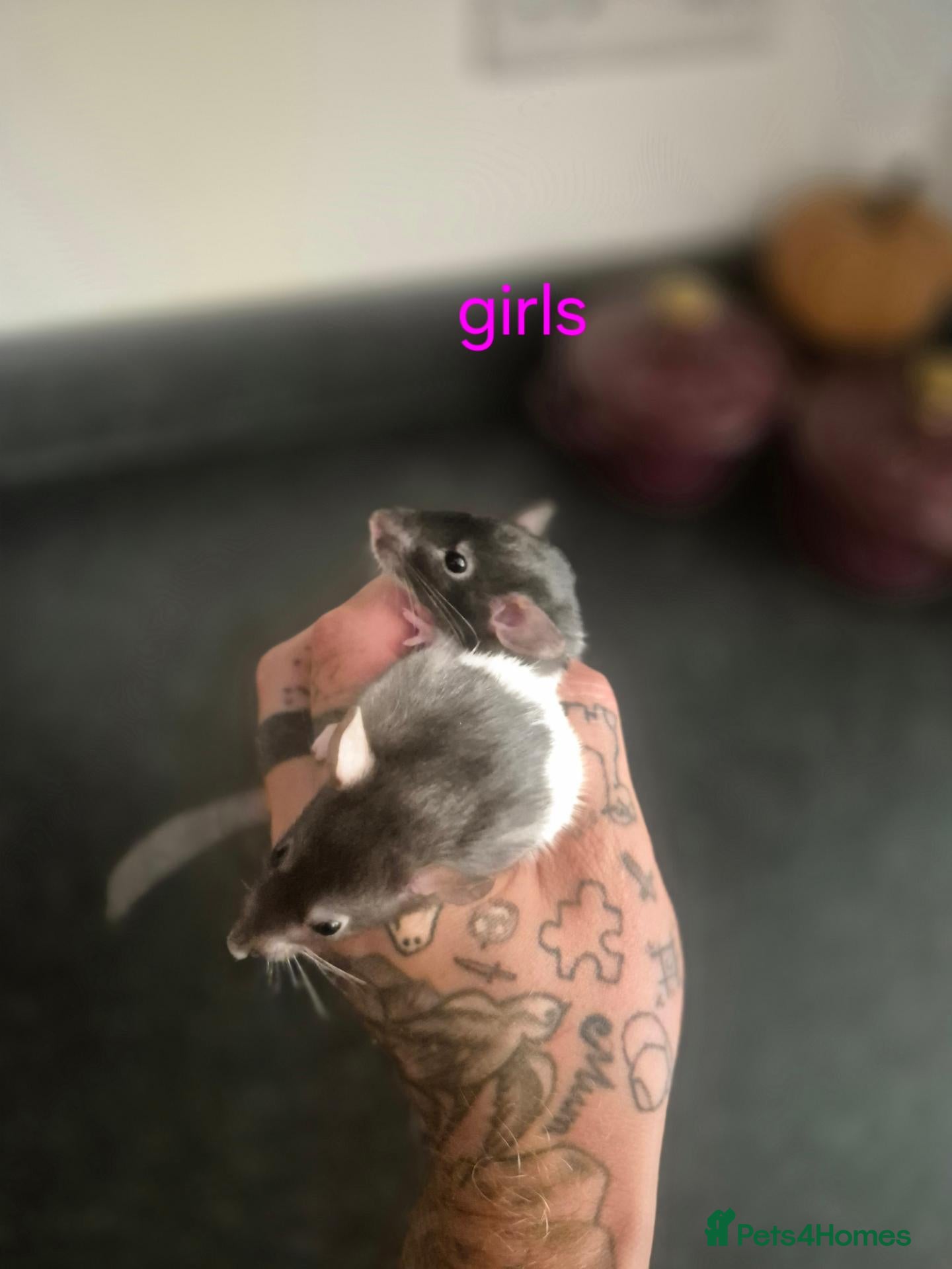 Rat rodents Baby rats  - Advert 1